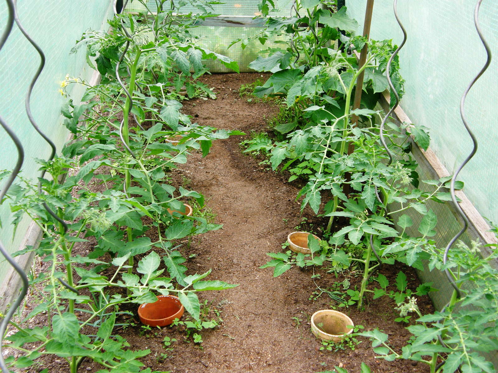 Tomaten düngen Flüssigdünger, Pferdemist, Kompost & Co. Plantura