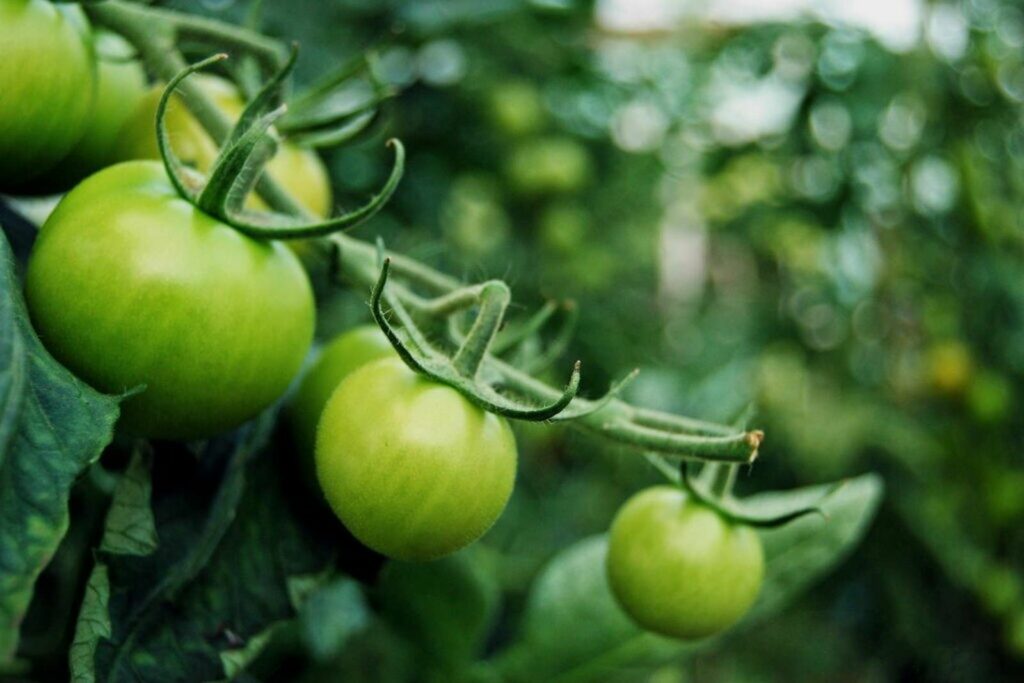 Unreife grüne Tomaten am Strauch