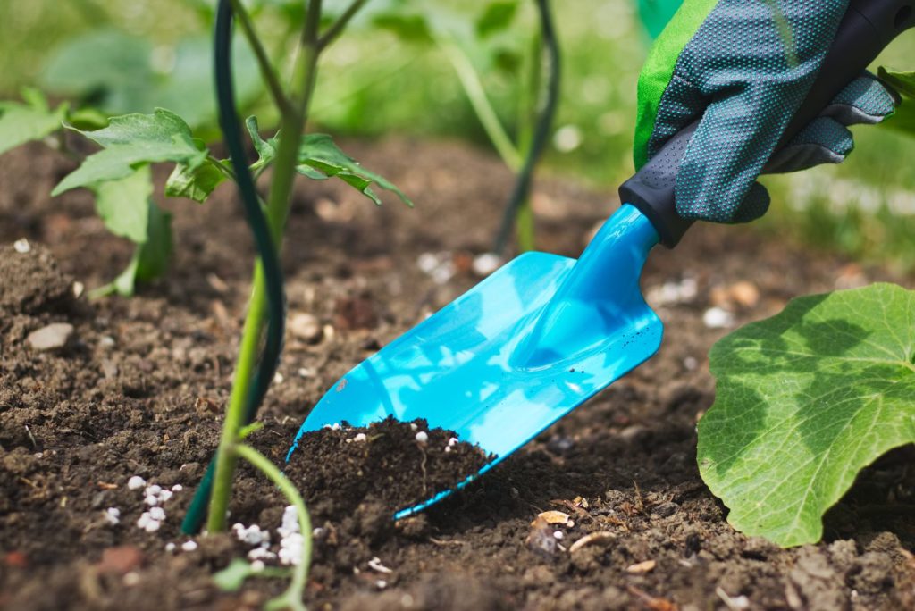 Tomate wird gedüngt