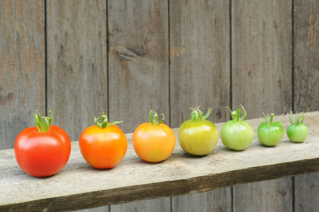 Reifeprozess von Tomaten