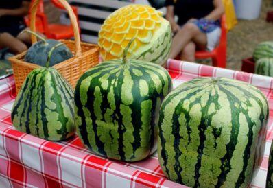 Quadratische Wassermelone: teure Kuriosität aus Japan