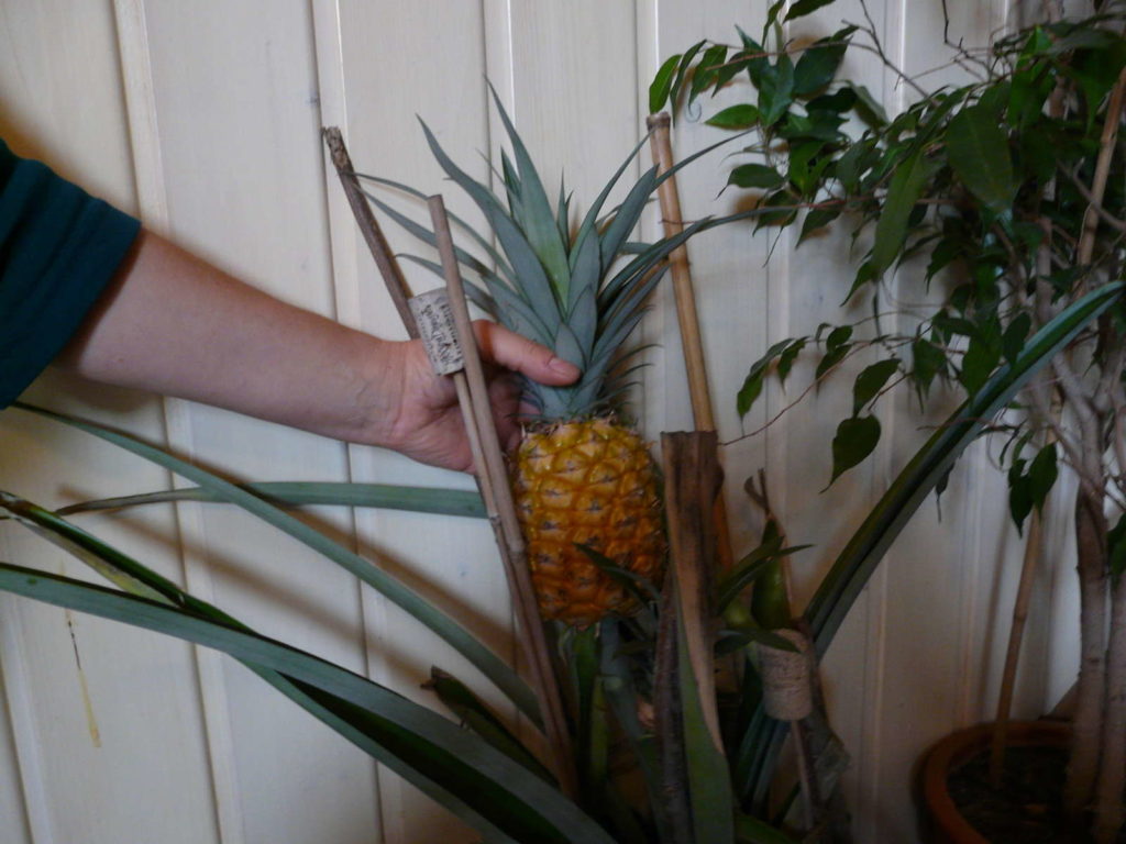 Ananas regrowing zu hause pflanze