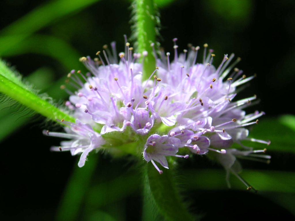 Ackerminze Blüte nahaufnahme