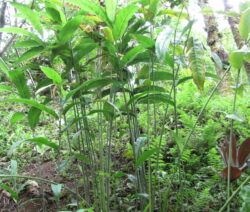 Alpinia galanga Pflanze