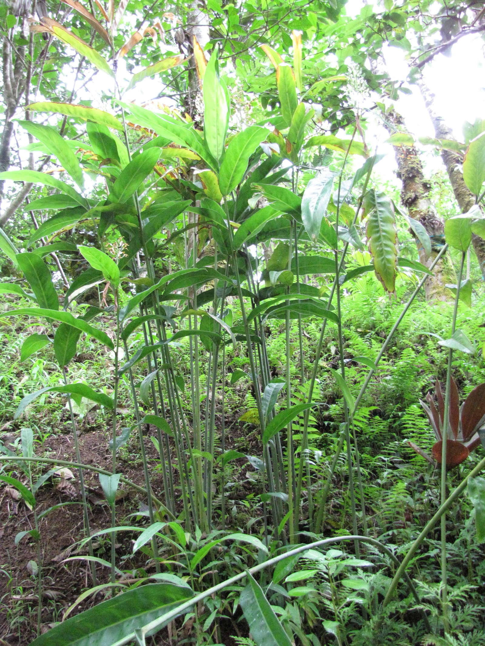 Galgant Das Gewurz Und Heilkraut Aus Dem Eigenen Garten Plantura