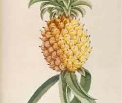 Ananas Botanik