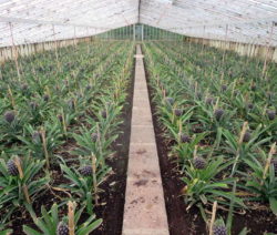 Ananas Plantage