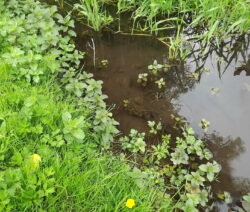 Bachminze Am Bach