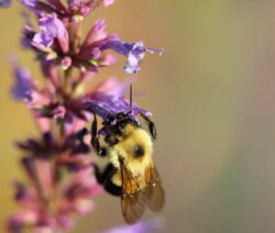 Biene Sammelt Nektar In Ysopblüte