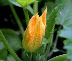 Blüte Zucchini