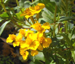 Estragon Blüte 1