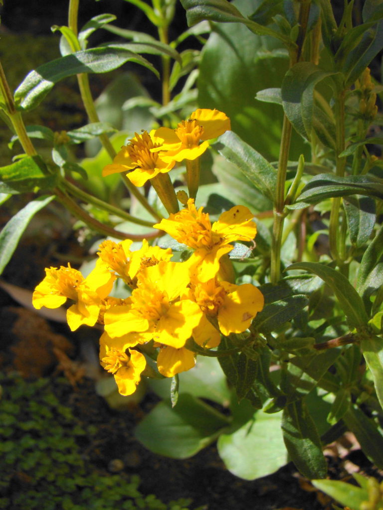 Estragon Blüte gelb