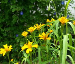 Estragon Blüte 2