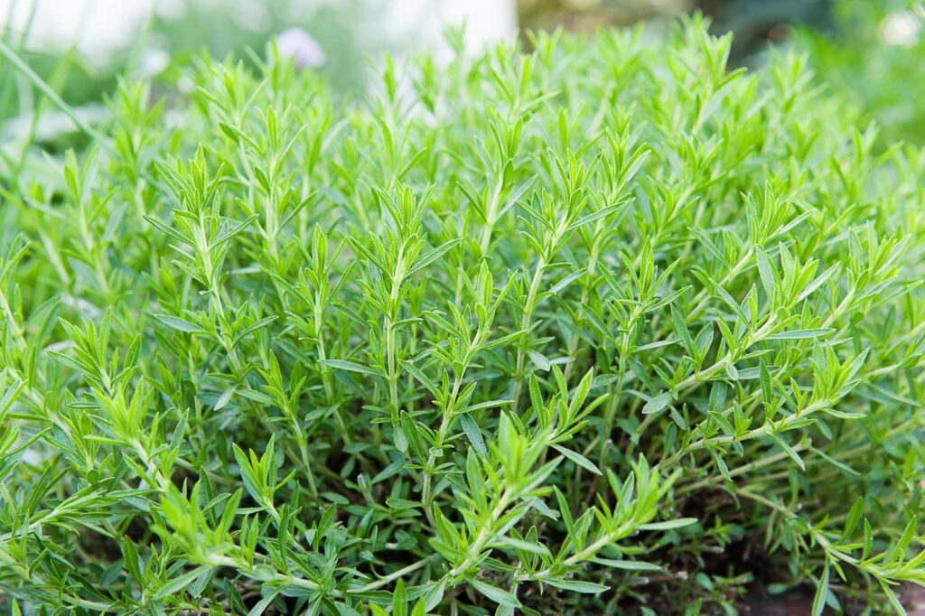 Estragon im Garten als ganzer Busch