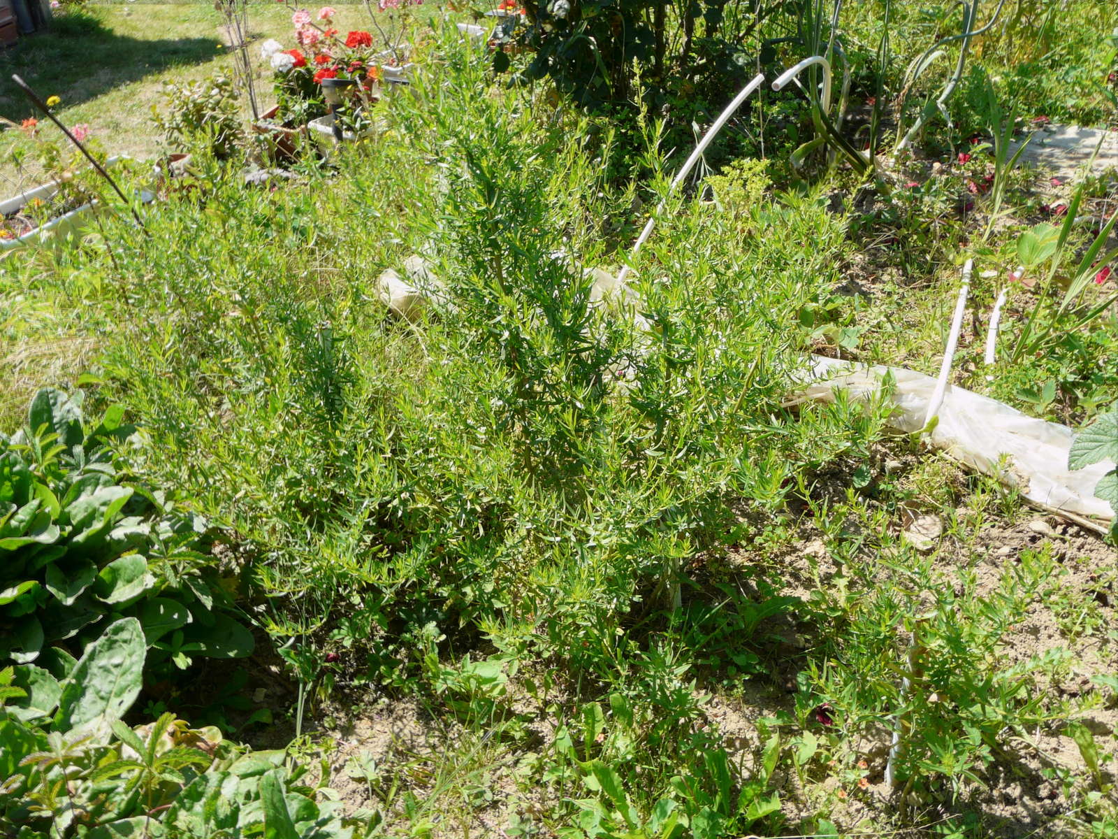 Estragon richtig ernten und lagern Plantura