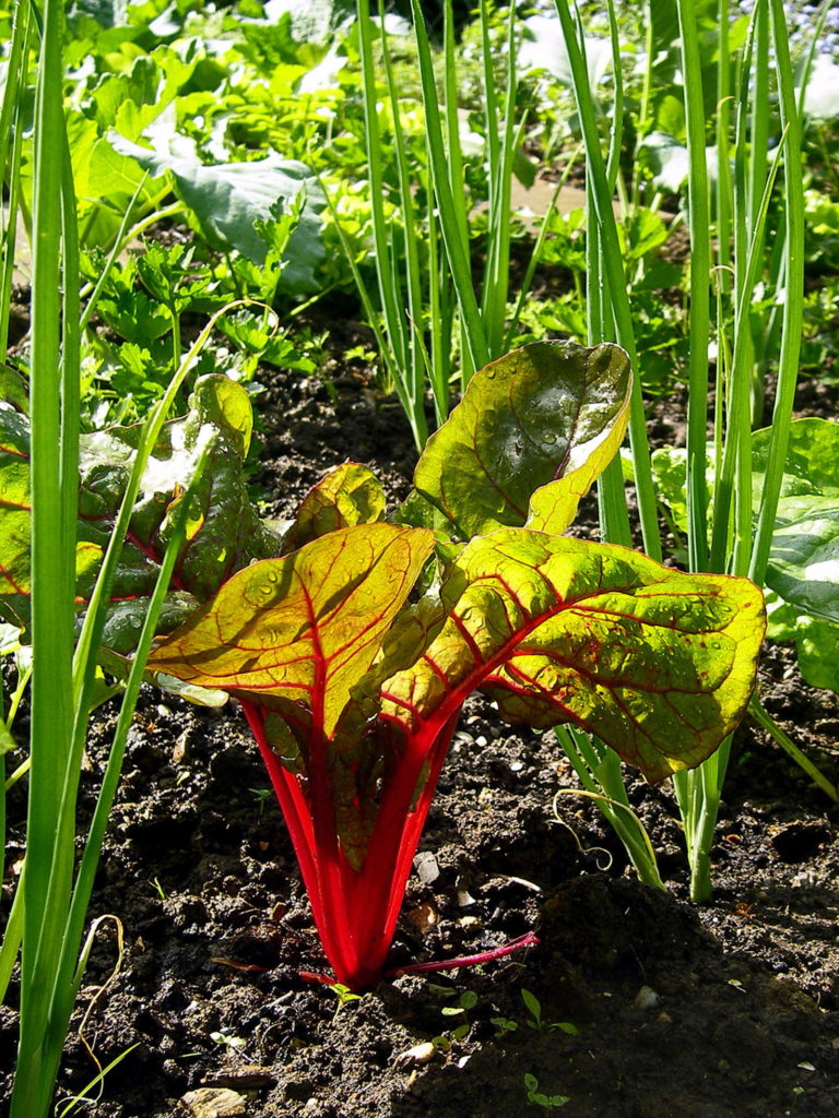 Frühlingszwiebel als Mischlutur mit Mangold im Beet