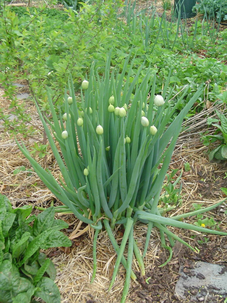 Frühlingszwiebel Hort