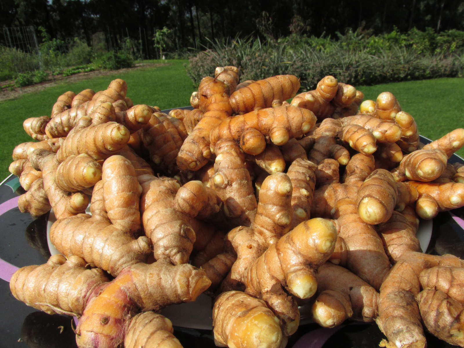 Bildergebnis für kurkuma wurzel, kostenlosen bilder