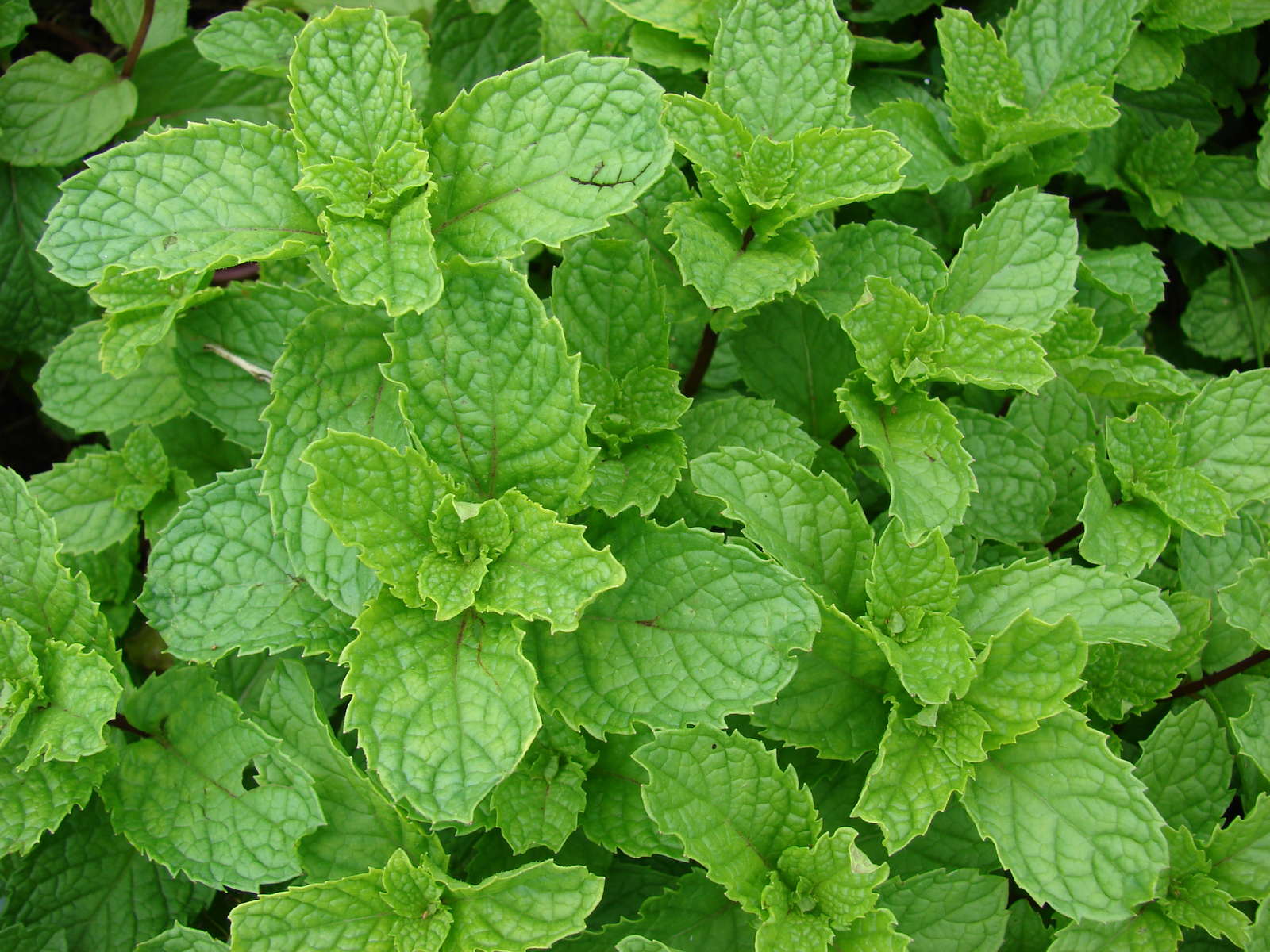 Minze Das aromatische Heilkraut im eigenen Garten Plantura