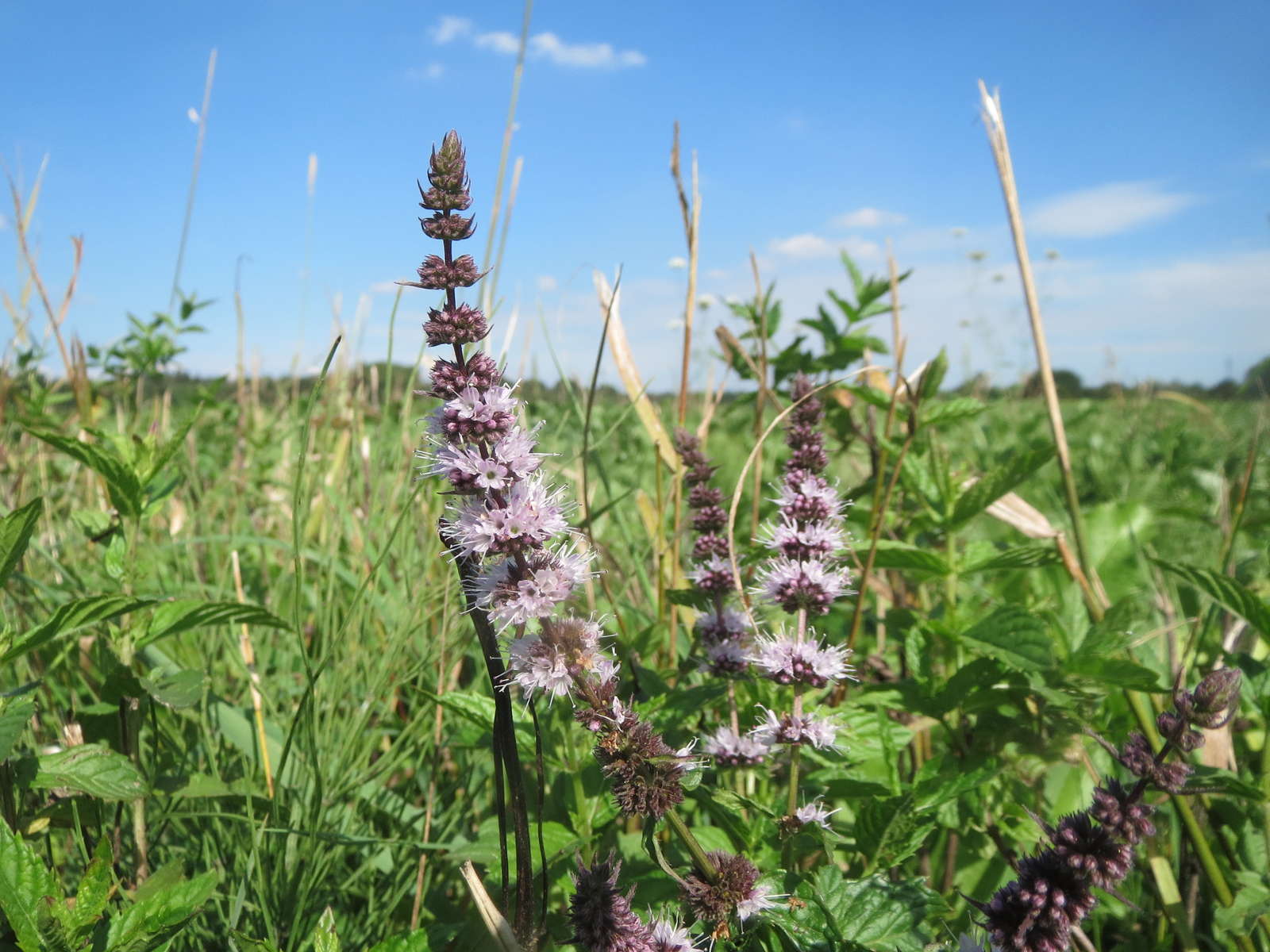 Minze Das aromatische Heilkraut im eigenen Garten Plantura