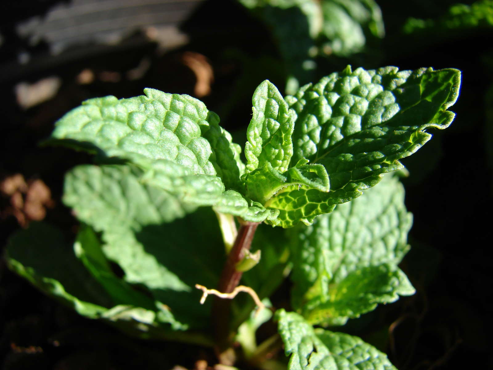 Minze Das aromatische Heilkraut im eigenen Garten Plantura