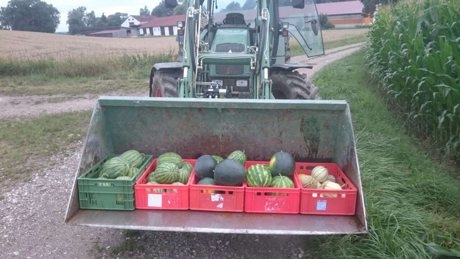 Melonen pflanzen Zuckermelonen, Honigmelonen und Co. selber anbauen