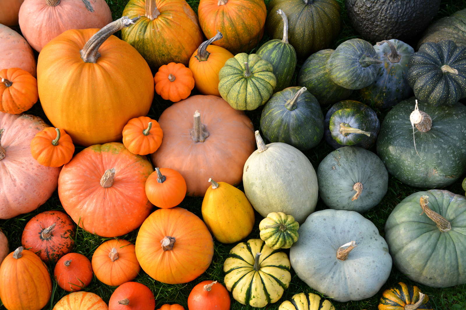 Butternut Kürbis Giftig Kürbissorten / Kürbissorten - Übersicht ...