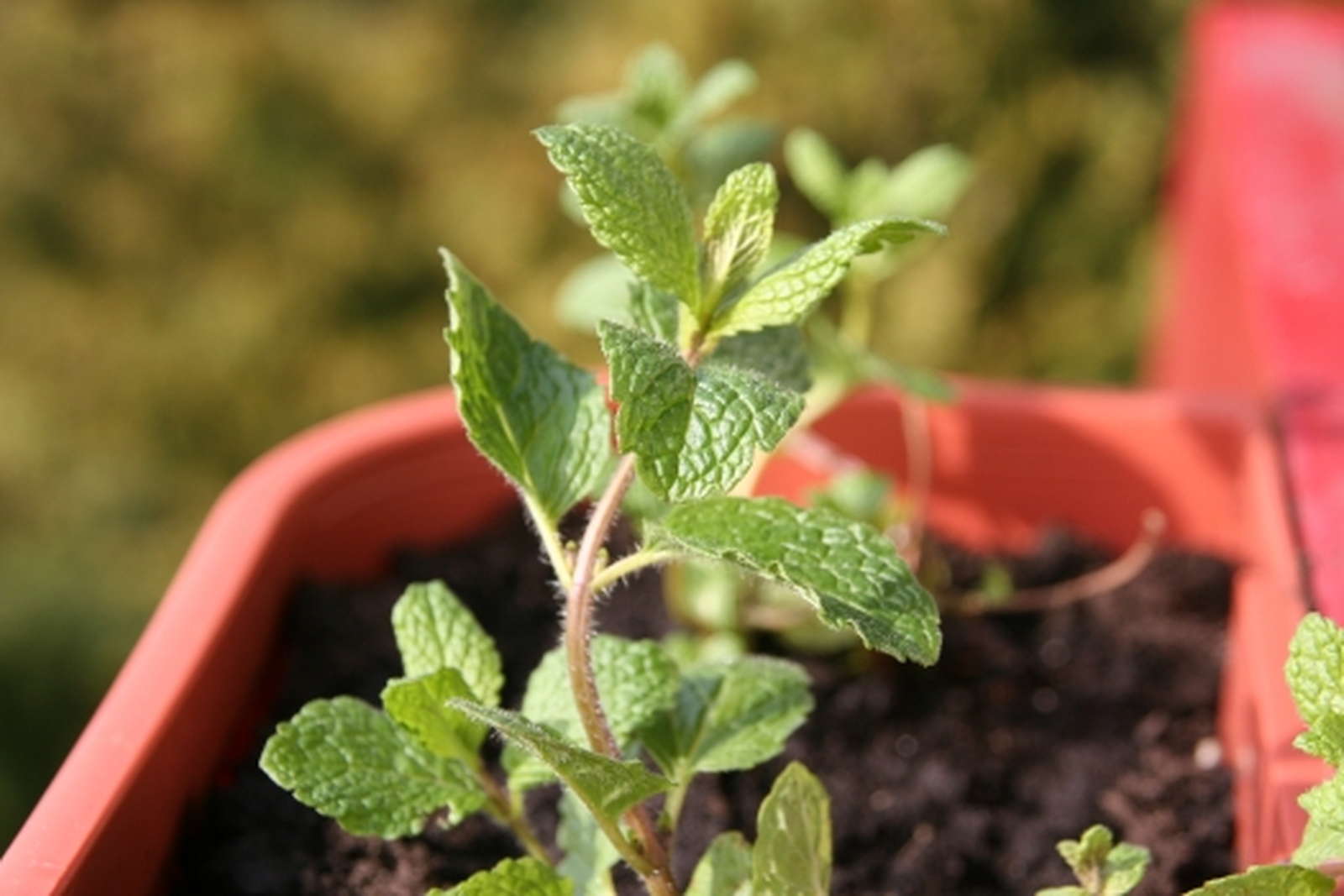 51+ Minze Im Garten Loswerden, Bei mir ist sie am rand des gartens im