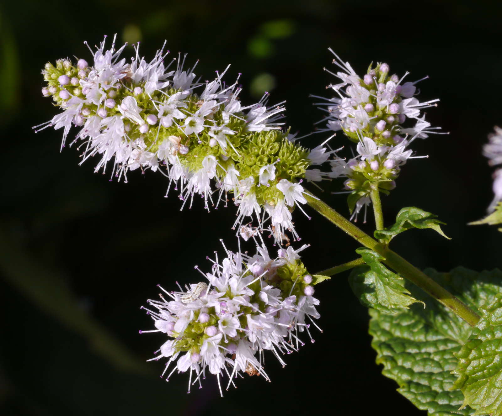 Minze Das aromatische Heilkraut im eigenen Garten Plantura