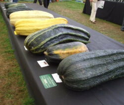 Riesenzucchini Ausstellung