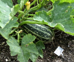 Riesenzucchini Im Garten