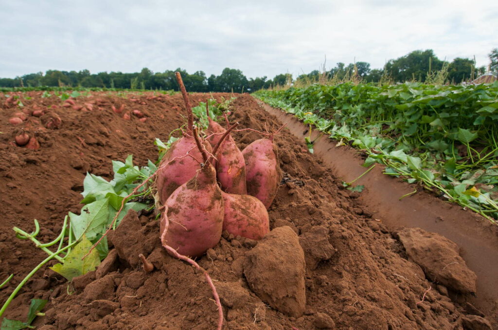 Susskartoffel Tipps Zu Anbau Ernte Lagerung Plantura