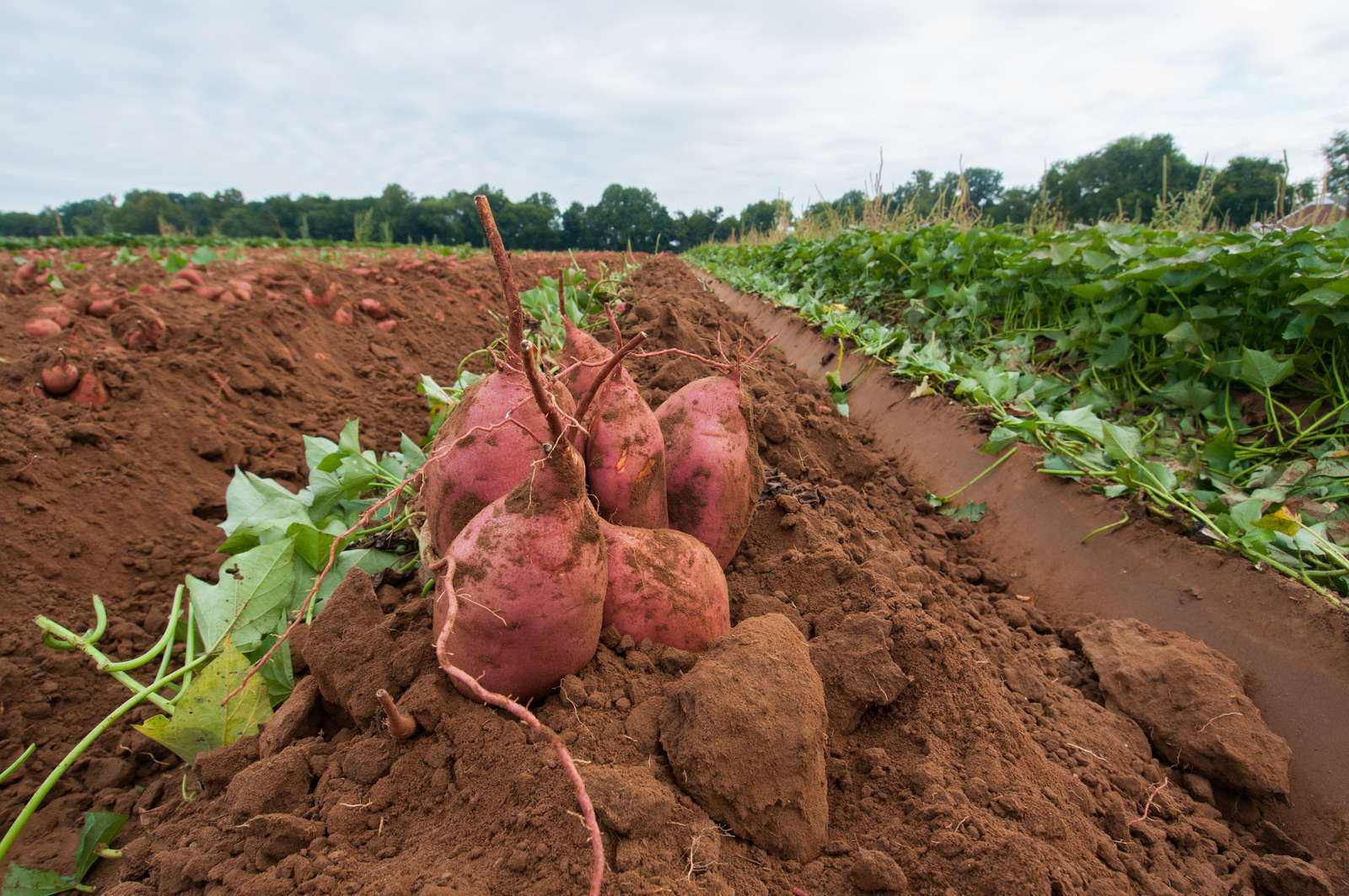 Susskartoffel Tipps Zu Anbau Ernte Lagerung Plantura