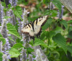 Schmetterling Auf Ysop 2