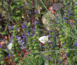 Schmetterling Auf Ysop
