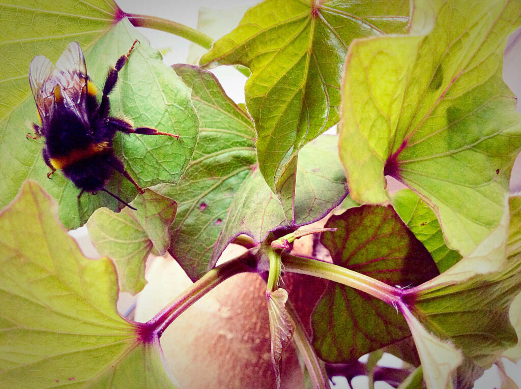 Süßkartofelblätter mit Hummel