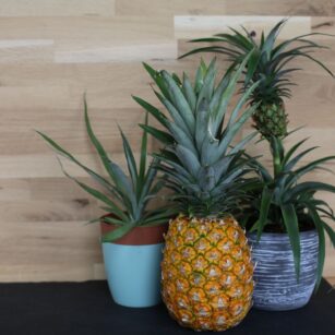 Ananas einpflanzen: Anleitung zum Anbauen & Nachwachsenlassen