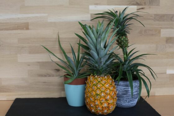 Ananas einpflanzen: Anleitung zum Anbauen & Nachwachsenlassen