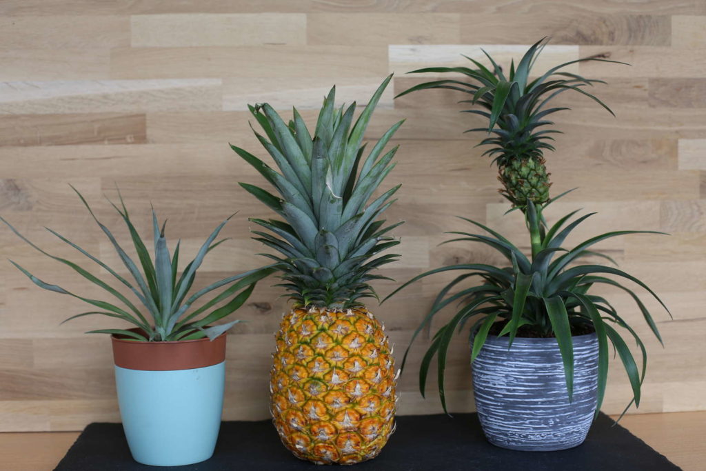 Ananas Regrow zuhause
