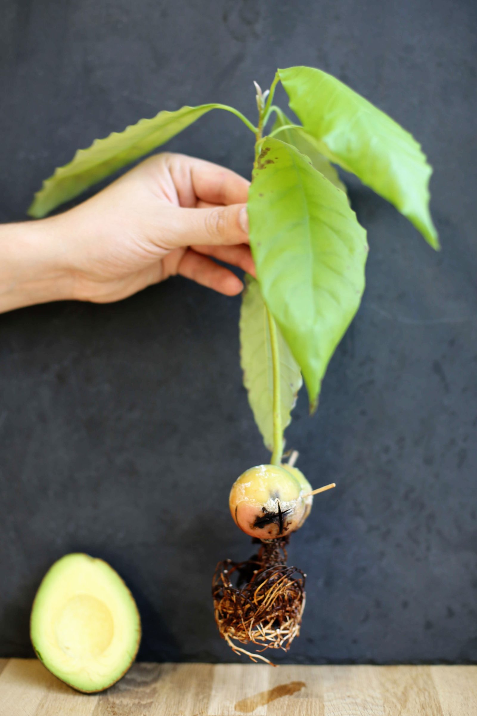how-to-grow-and-care-for-an-avocado-tree-bunnings-new-zealand