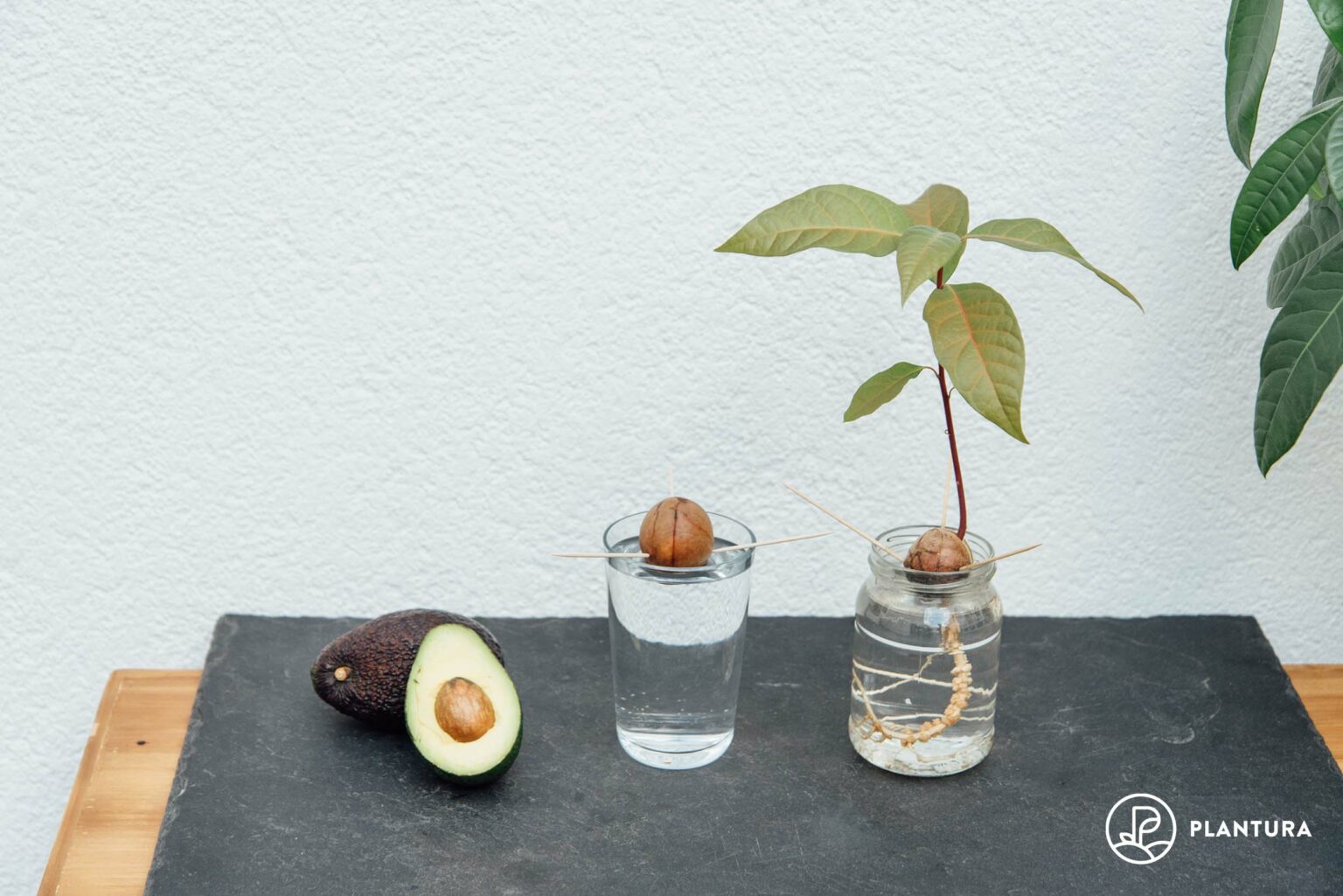 Wie Oft Muss Man Eine Avocado Gießen Avocadokern einpflanzen: Einfache Anleitung - Plantura