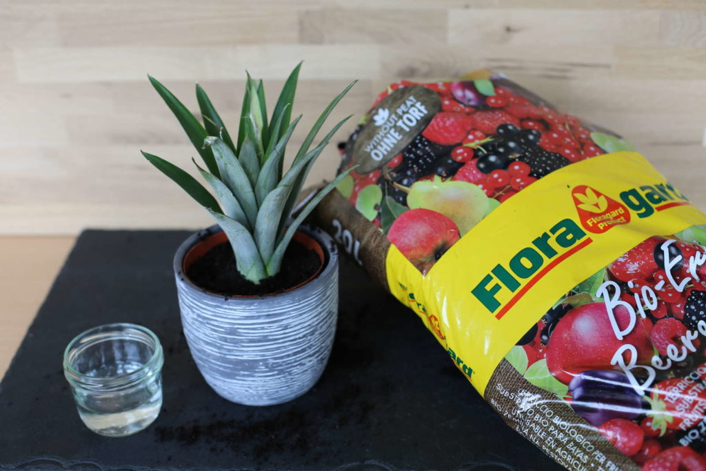bewurzelten Strunk der Ananas in Erde einpflanzen