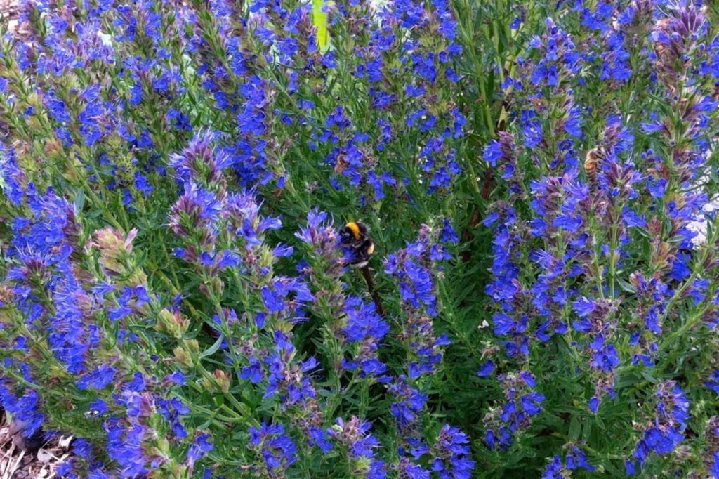 Hummel in blauem Ysop-Blütenmeer