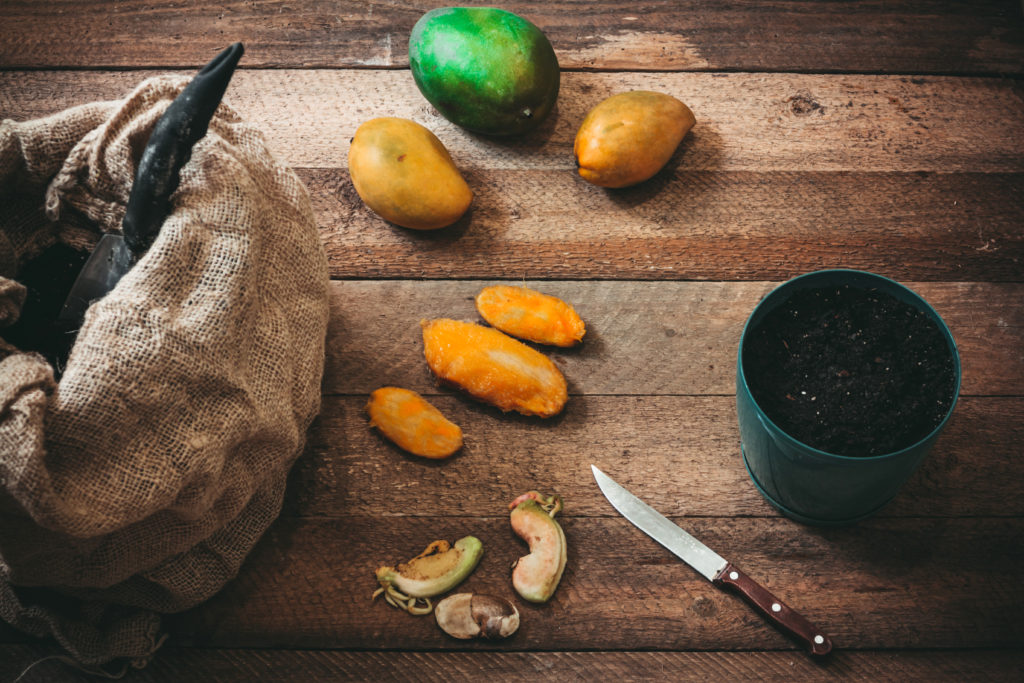 Entkernte Mangos neben einem Topf Erde
