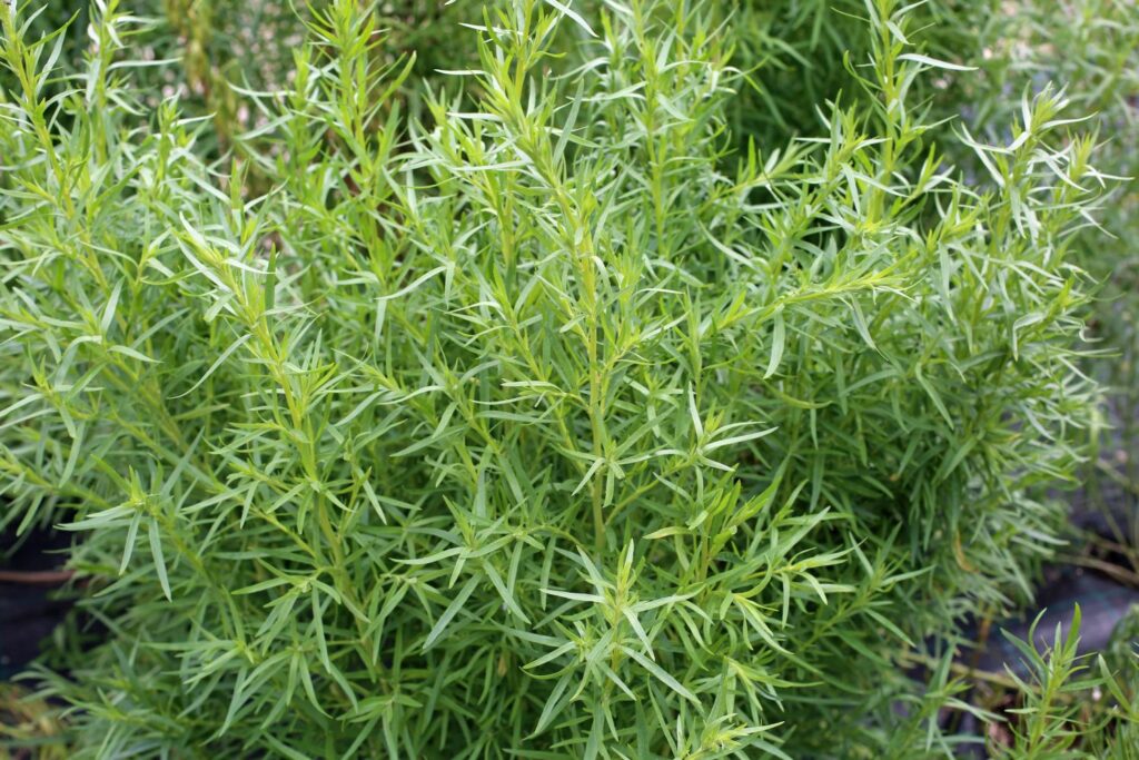 Buschiger Estragon