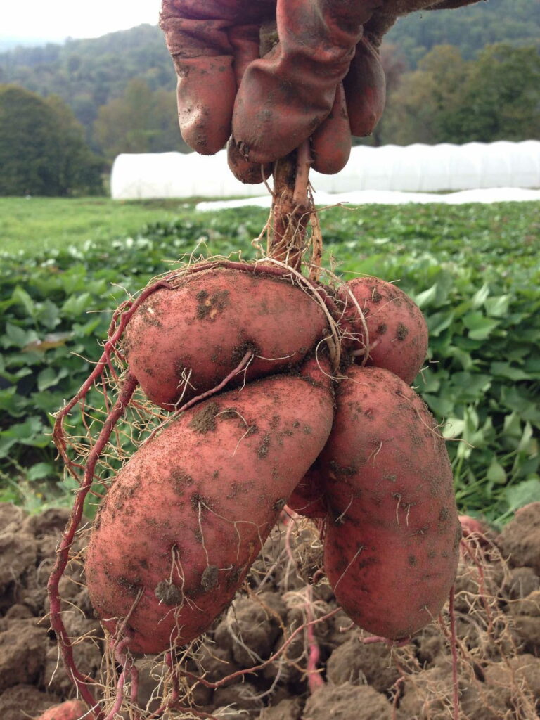 frisch geerntete Süßkartoffel