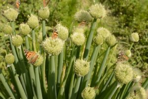 Frühlingszwiebelsorten: neue, resistente und altbewährte Sorten - Plantura