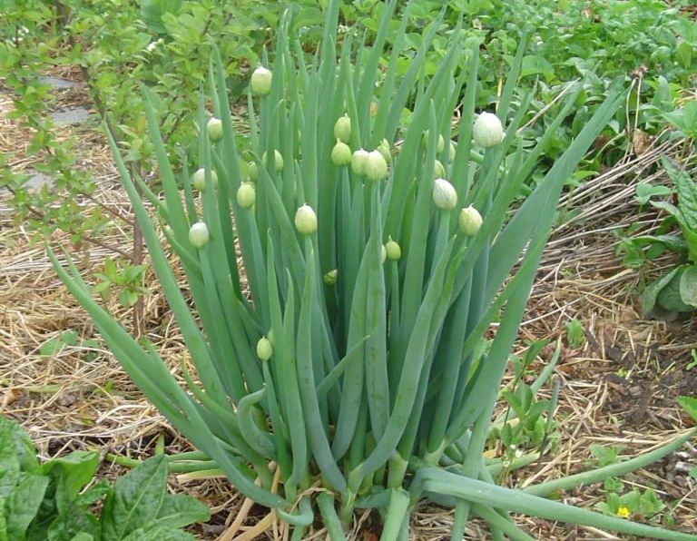 Frühlingszwiebeln Alles zu Lauchzwiebeln im Garten