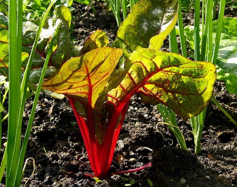 Frühlingszwiebel mit Mangold im Beet