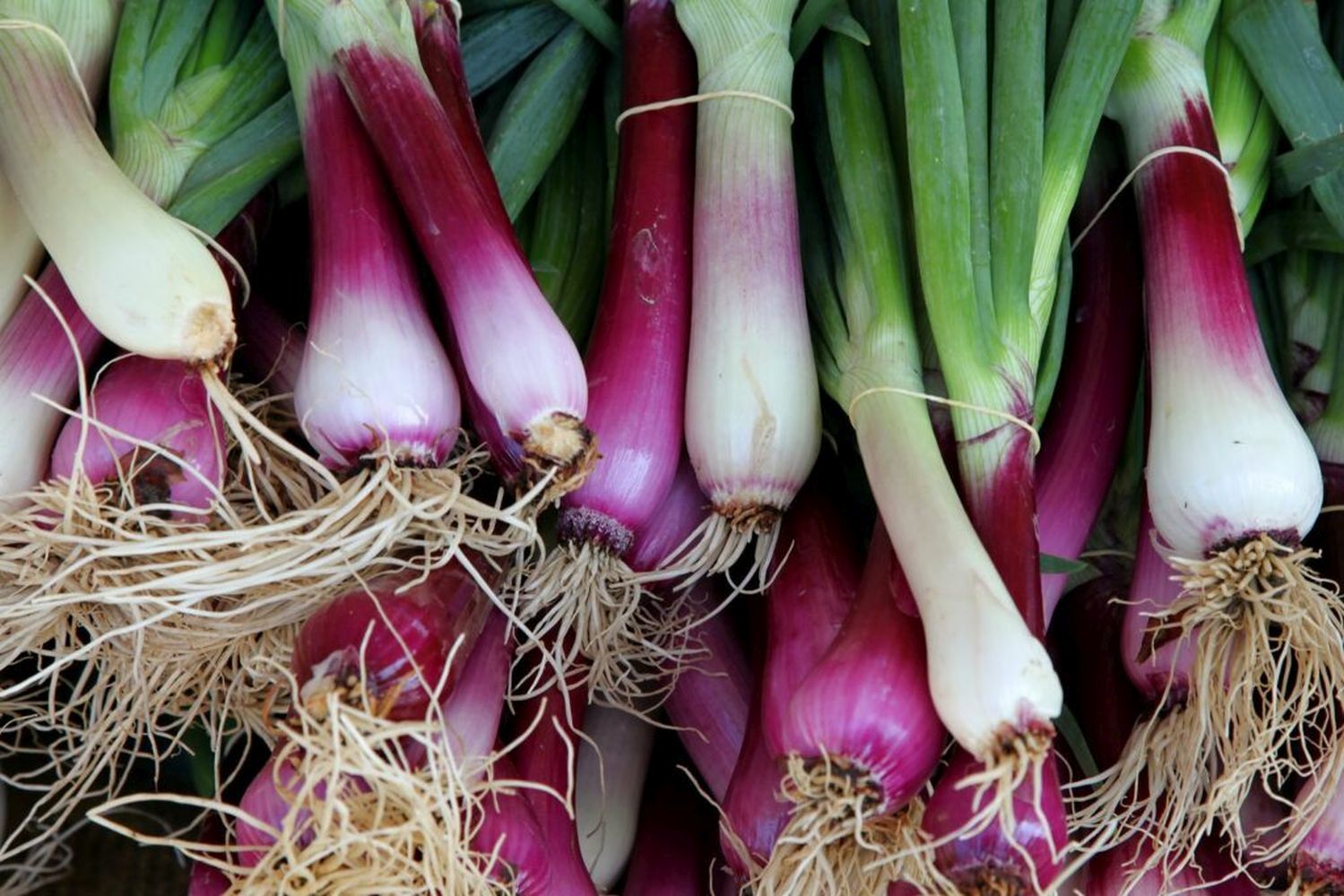 Frühlingszwiebelsorten: Die besten Arten & Sorten im Überblick